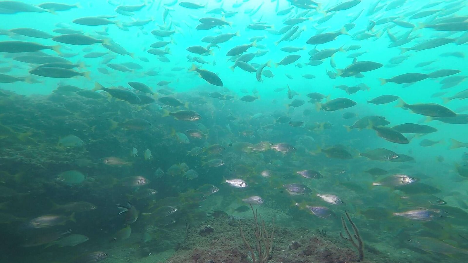 GOPR1658 (1)_Moment85