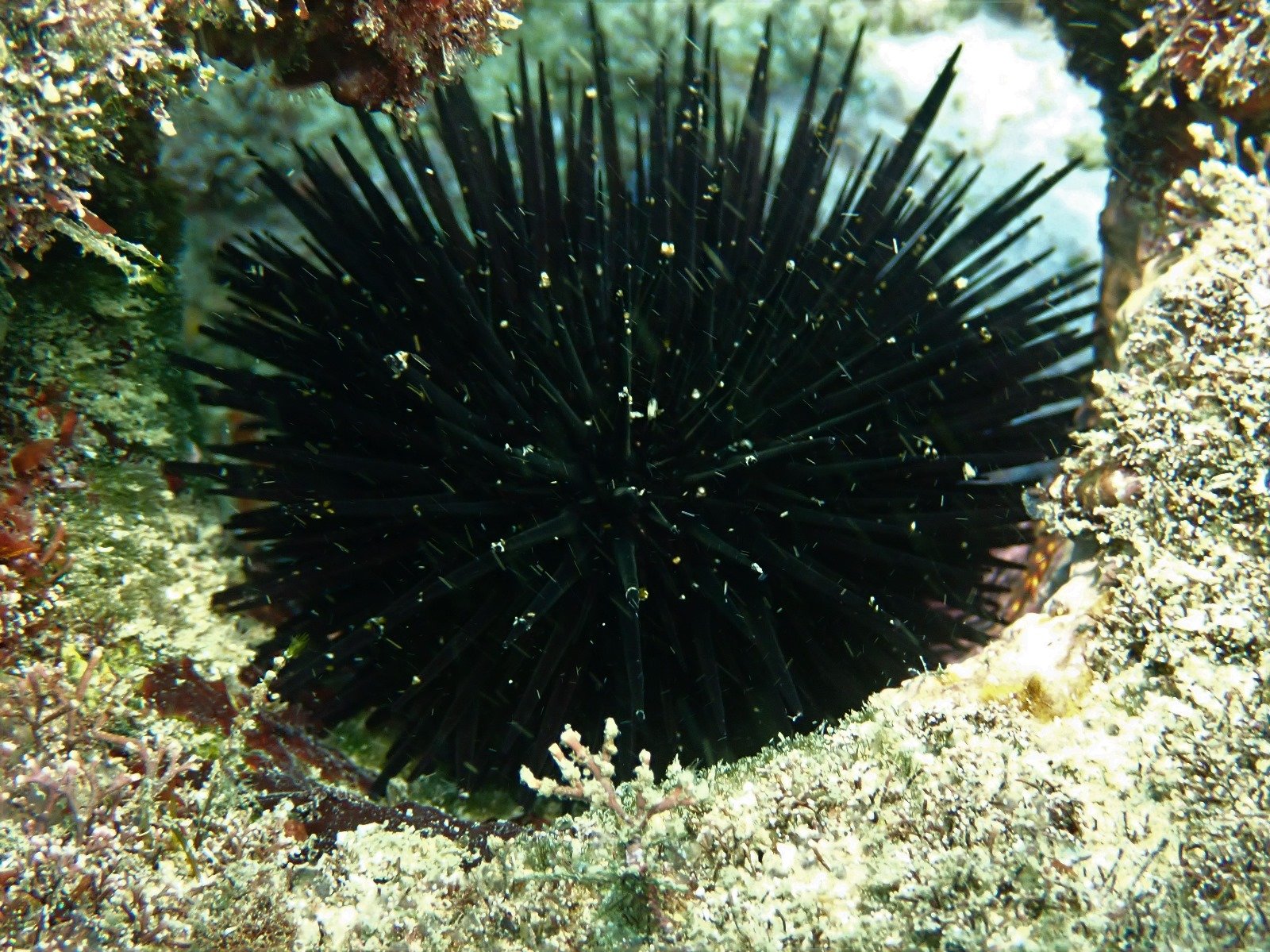 WhatsApp Image 2024-08-19 at 19.12.51