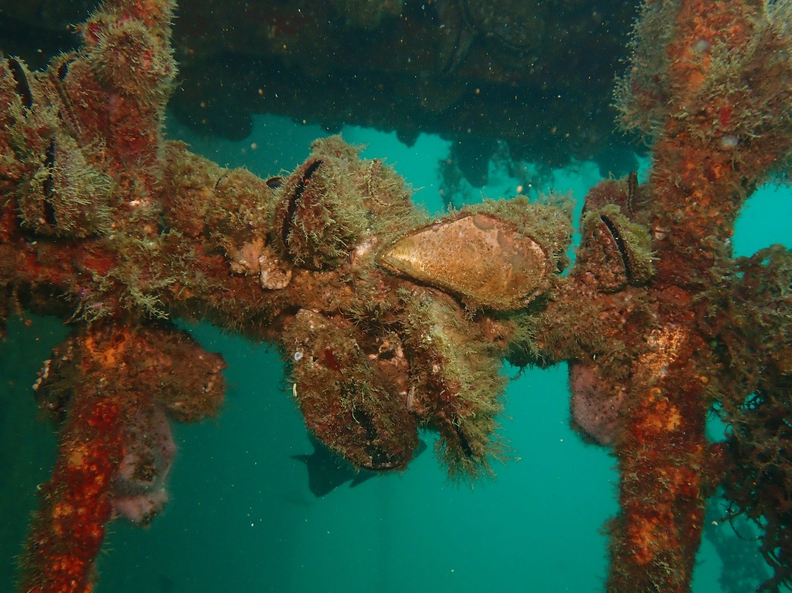 WhatsApp Image 2024-08-19 at 19.12.52