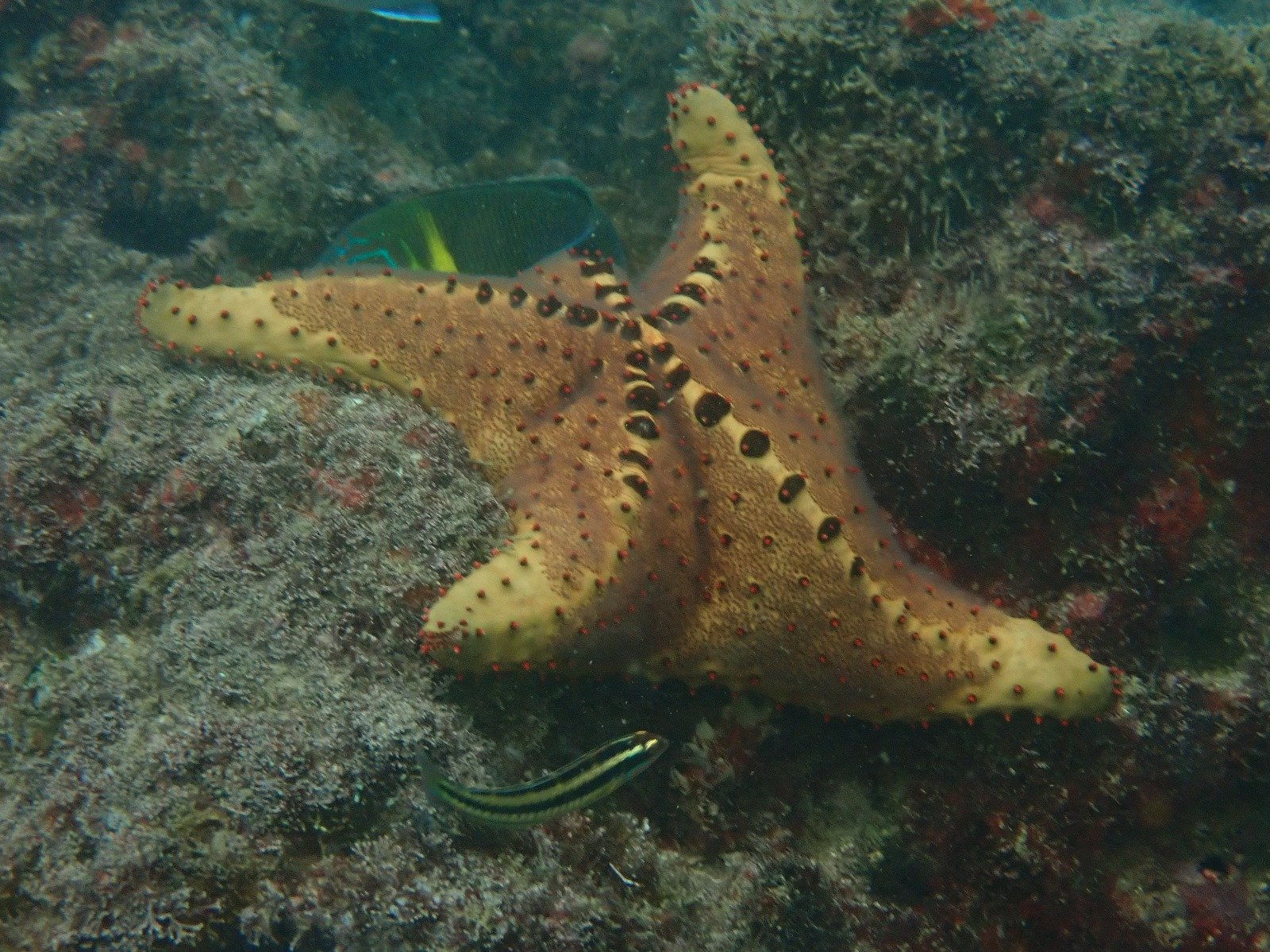 WhatsApp Image 2024-08-19 at 19.12.57