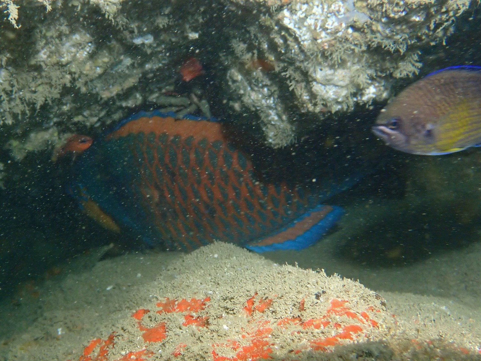 WhatsApp Image 2024-08-19 at 19.12.59