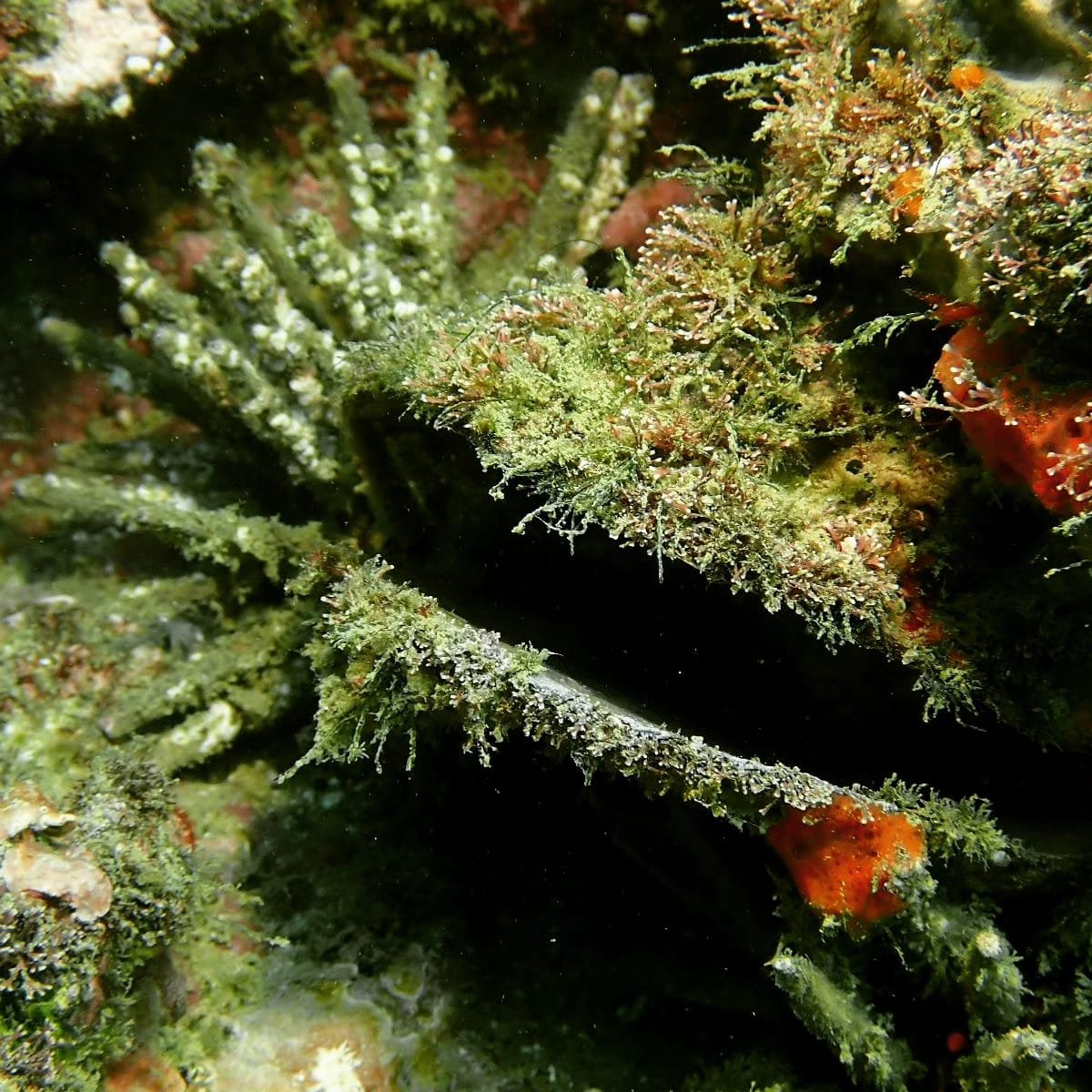 WhatsApp Image 2024-08-19 at 19.13.00 (1)