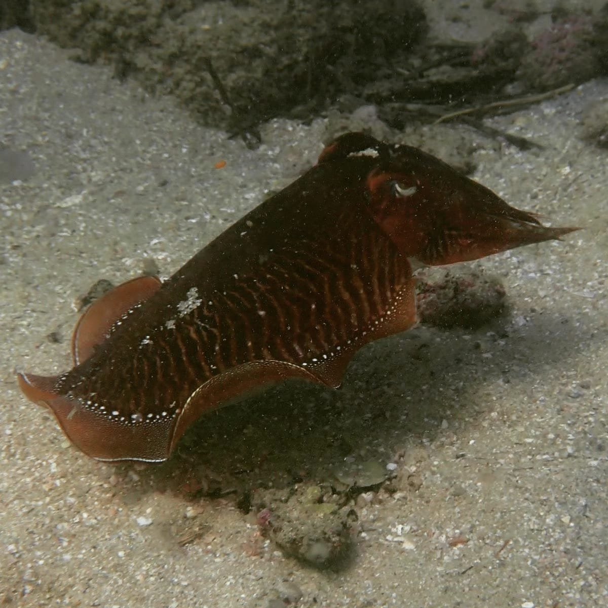 WhatsApp Image 2024-08-19 at 19.13.01 (1)