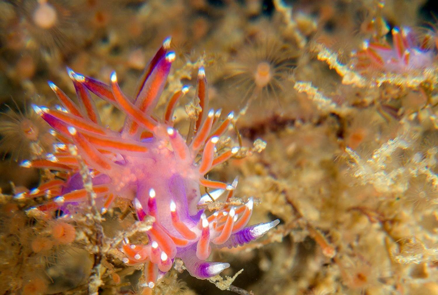 received_517793568708908